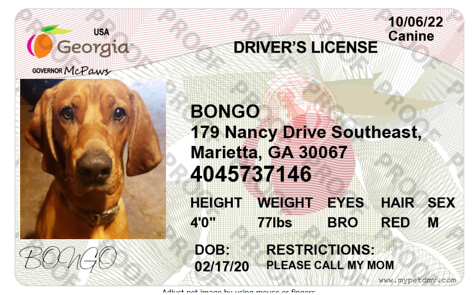 Image of bongo, Lost Dog