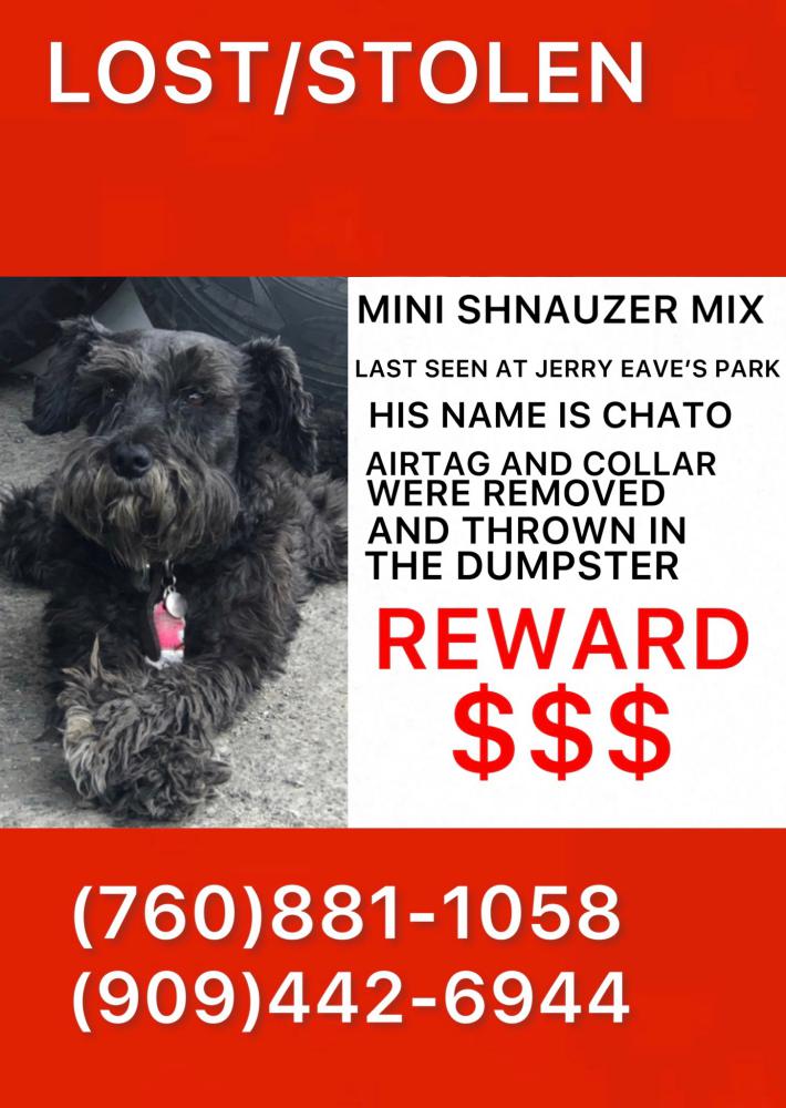 Image of chato, Lost Dog