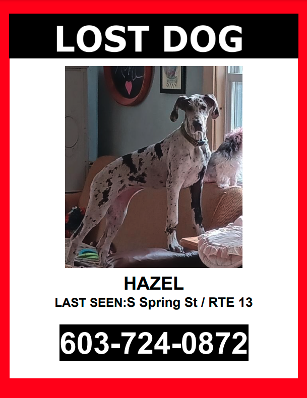 Image of Hazel, Lost Dog