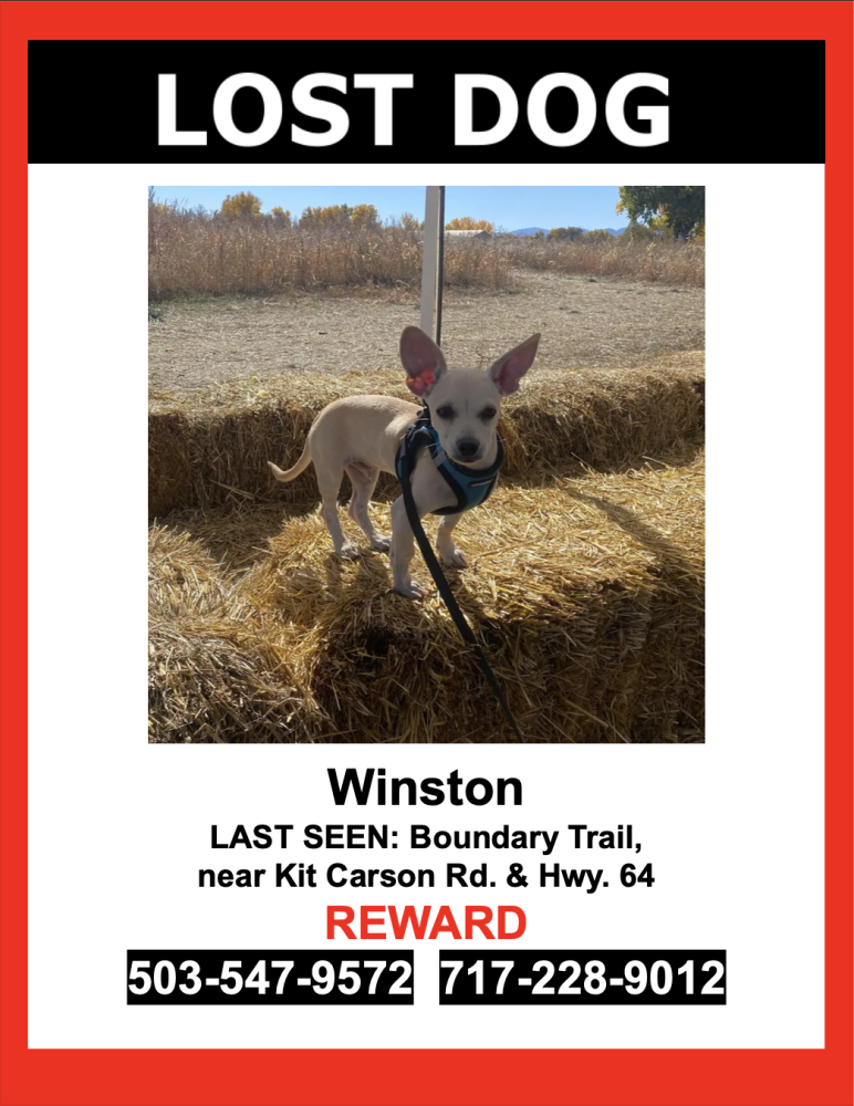 Image of Winston, Lost Dog