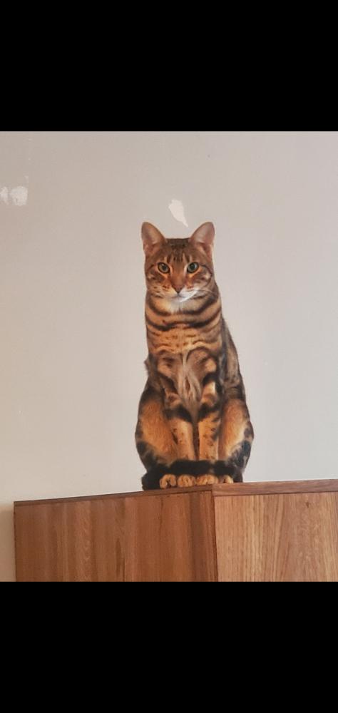 Image of ike, Lost Cat