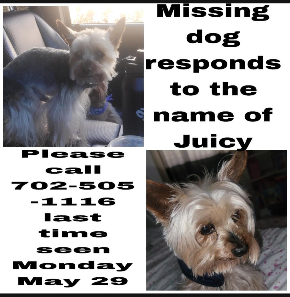 Image of Juicy, Lost Dog