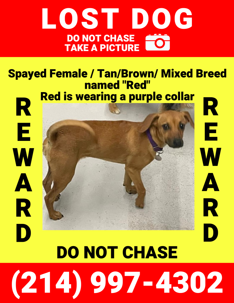 Image of Red, Lost Dog
