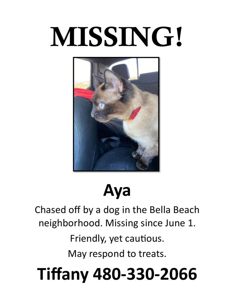 Image of Aya, Lost Cat