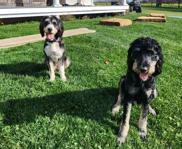 Image of Oakley and Finley, Lost Dog