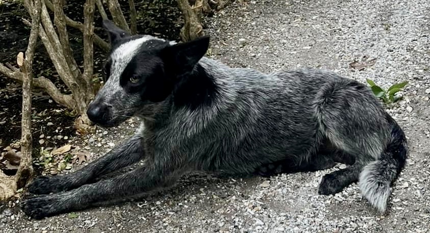 Image of Archie Blu K. Opiana, Lost Dog