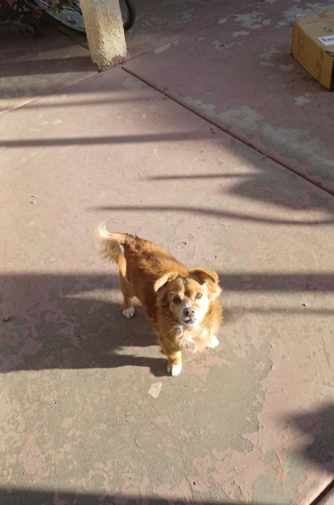 Image of PELUDOS, Lost Dog