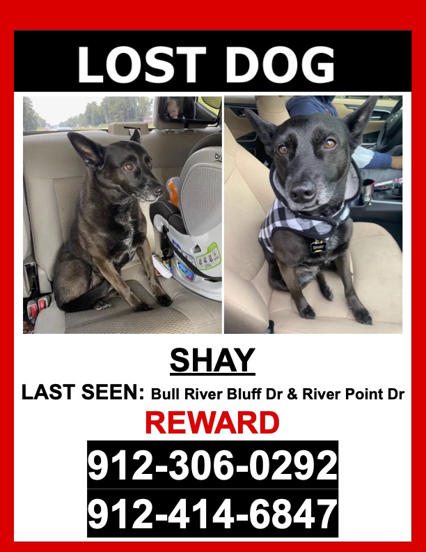 Image of Shay, Lost Dog