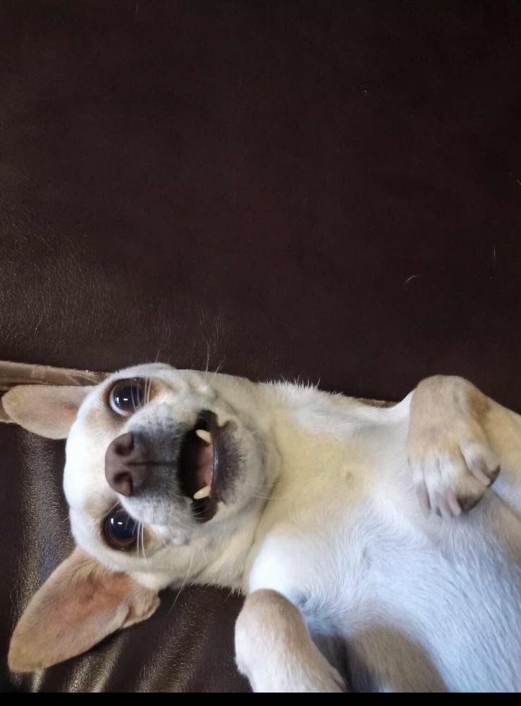 Image of Chihuahua, Lost Dog