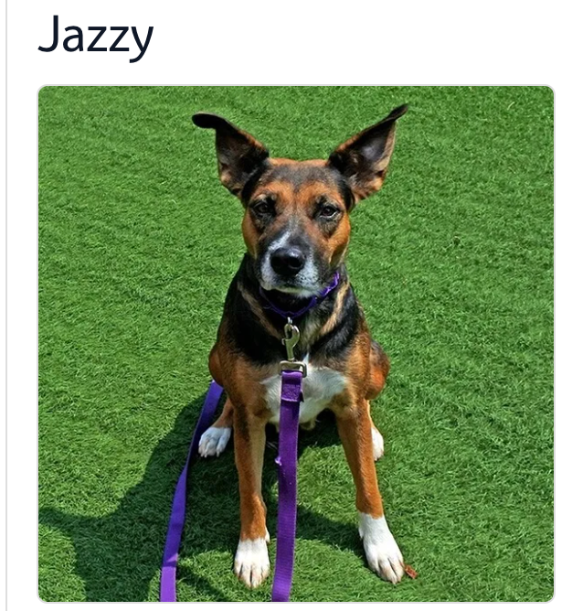 Image of Jazzy, Lost Dog