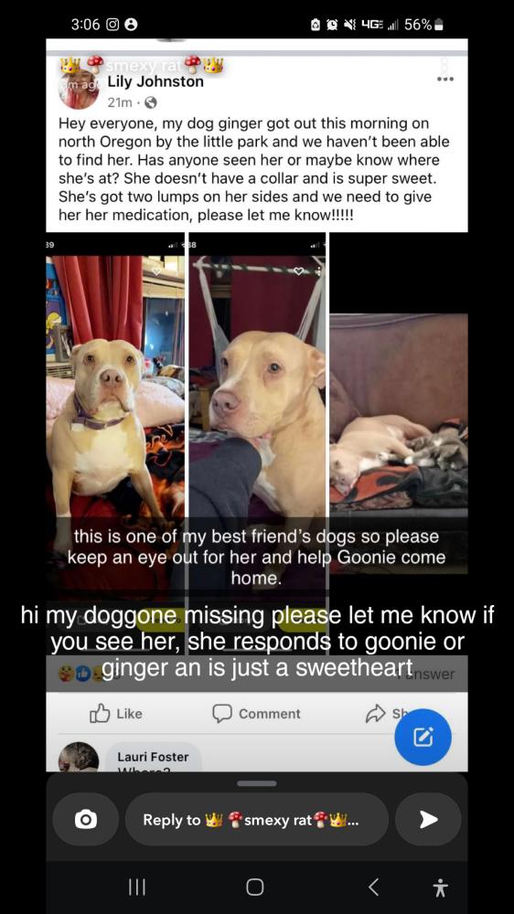 Image of ginger/goonie, Lost Dog