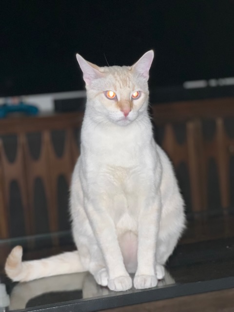 Image of Shiro, Lost Cat