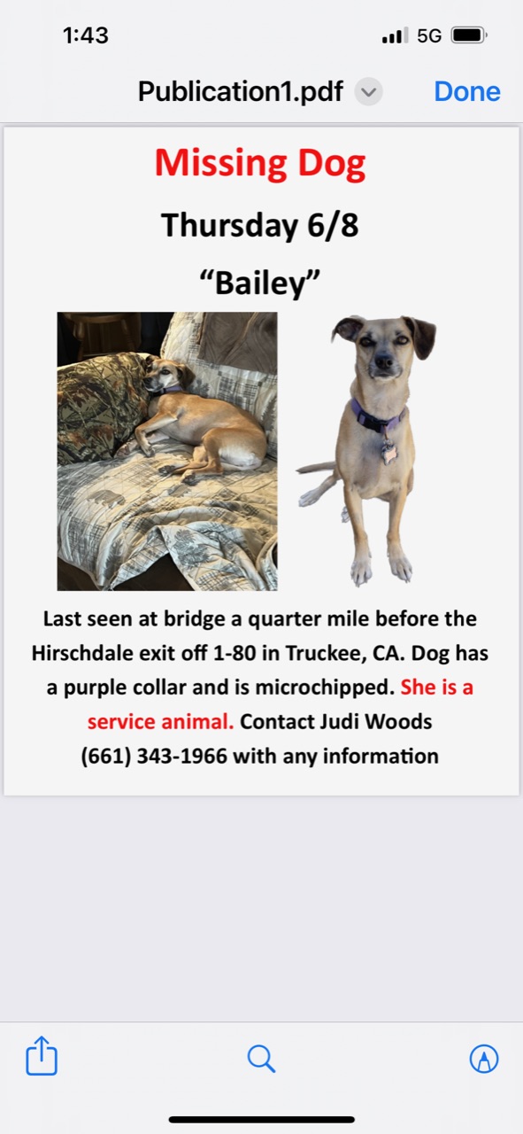 Image of Bailey, Lost Dog