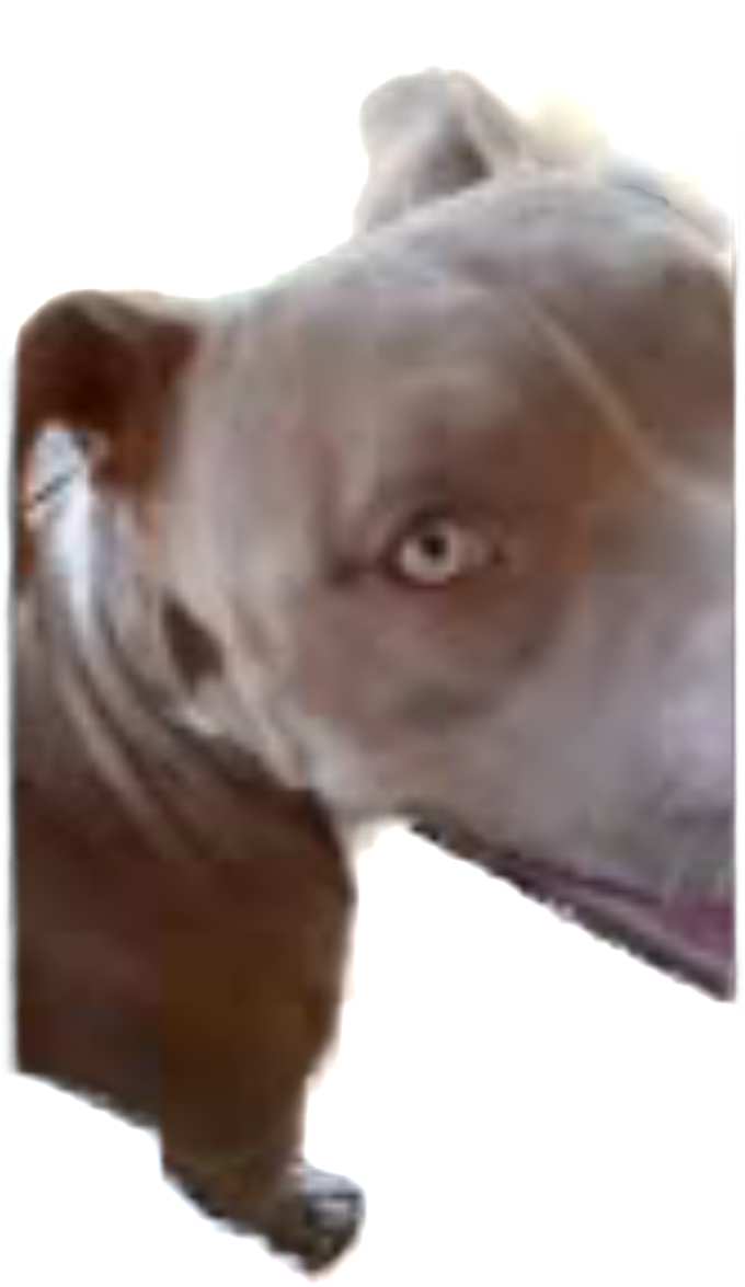 Image of Guapo, Lost Dog