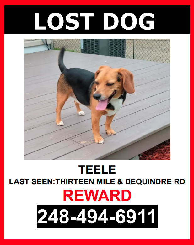 Image of Teele, Lost Dog