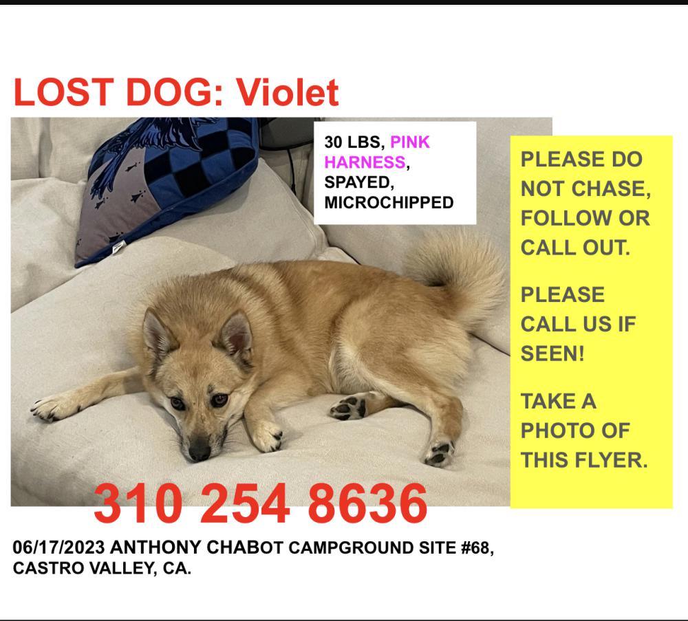 Image of Violet, Lost Dog