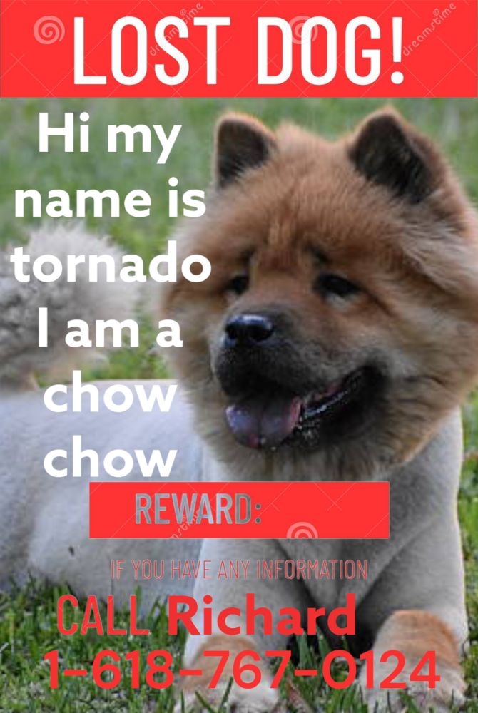 Image of Tornado, Lost Dog