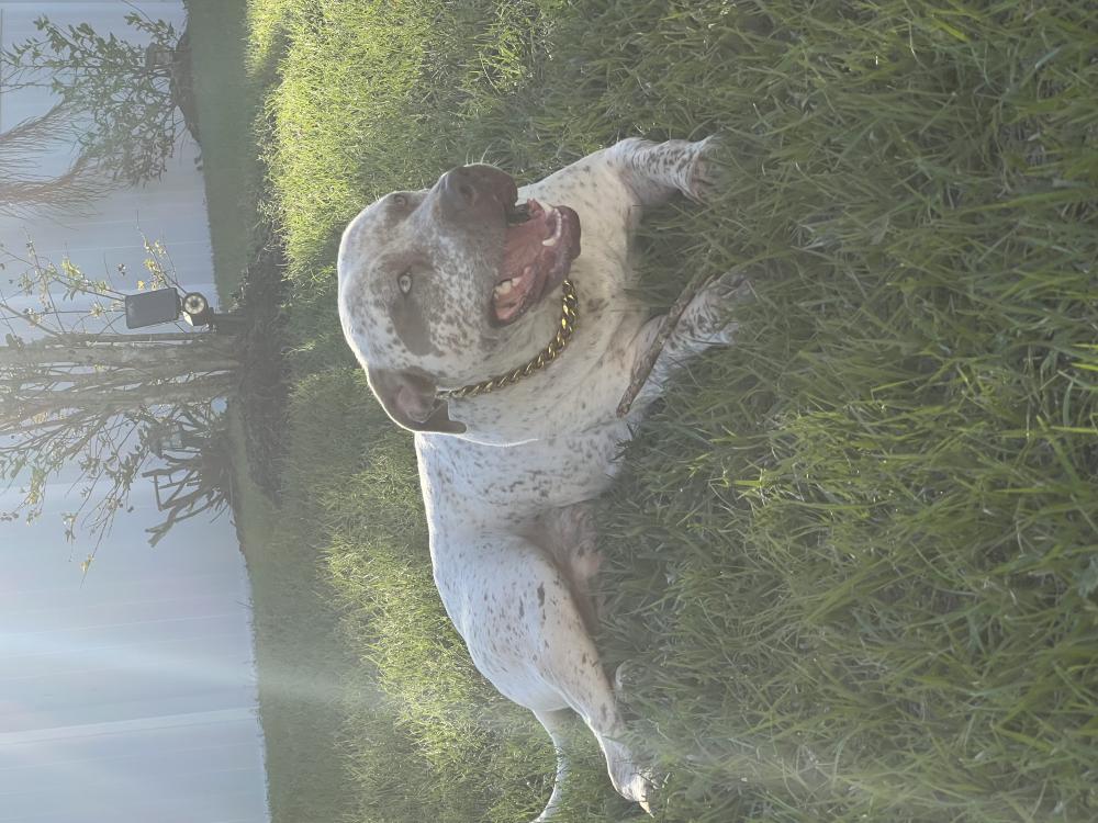 Image of Hussle, Lost Dog