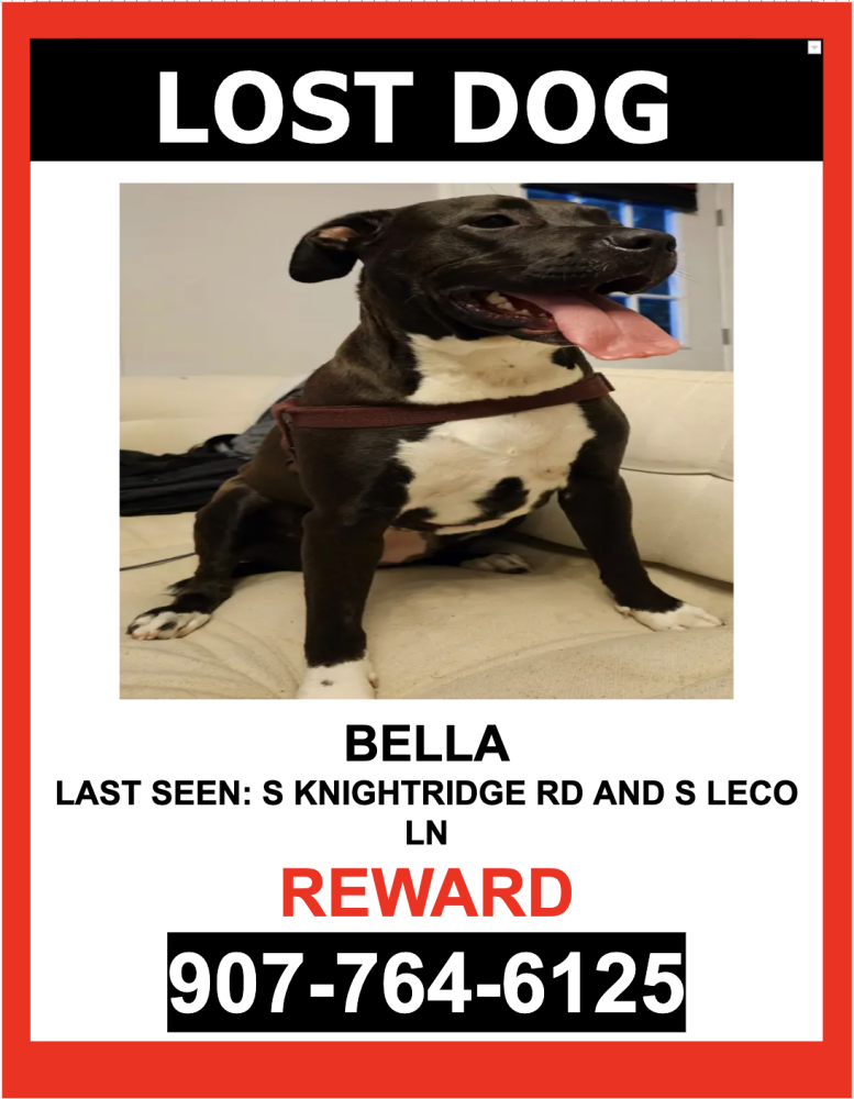 Image of BELLA, Lost Dog