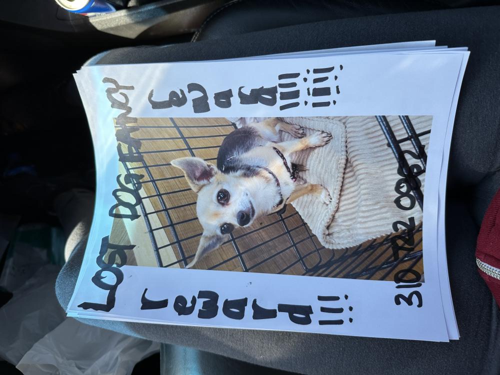 Image of fancy, Lost Dog