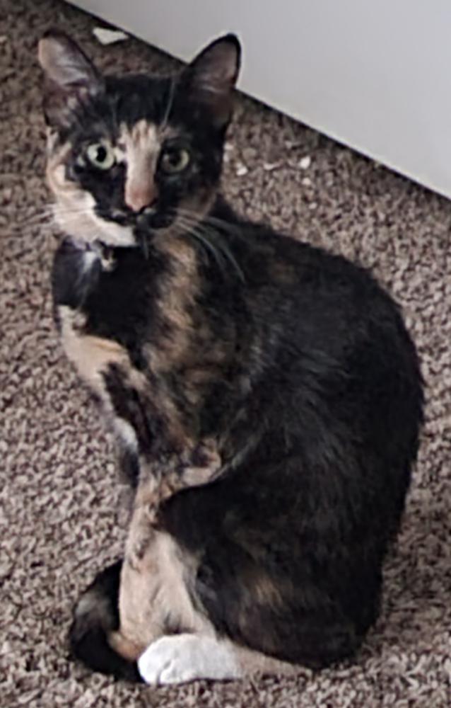 Image of Callie Jane, Lost Cat