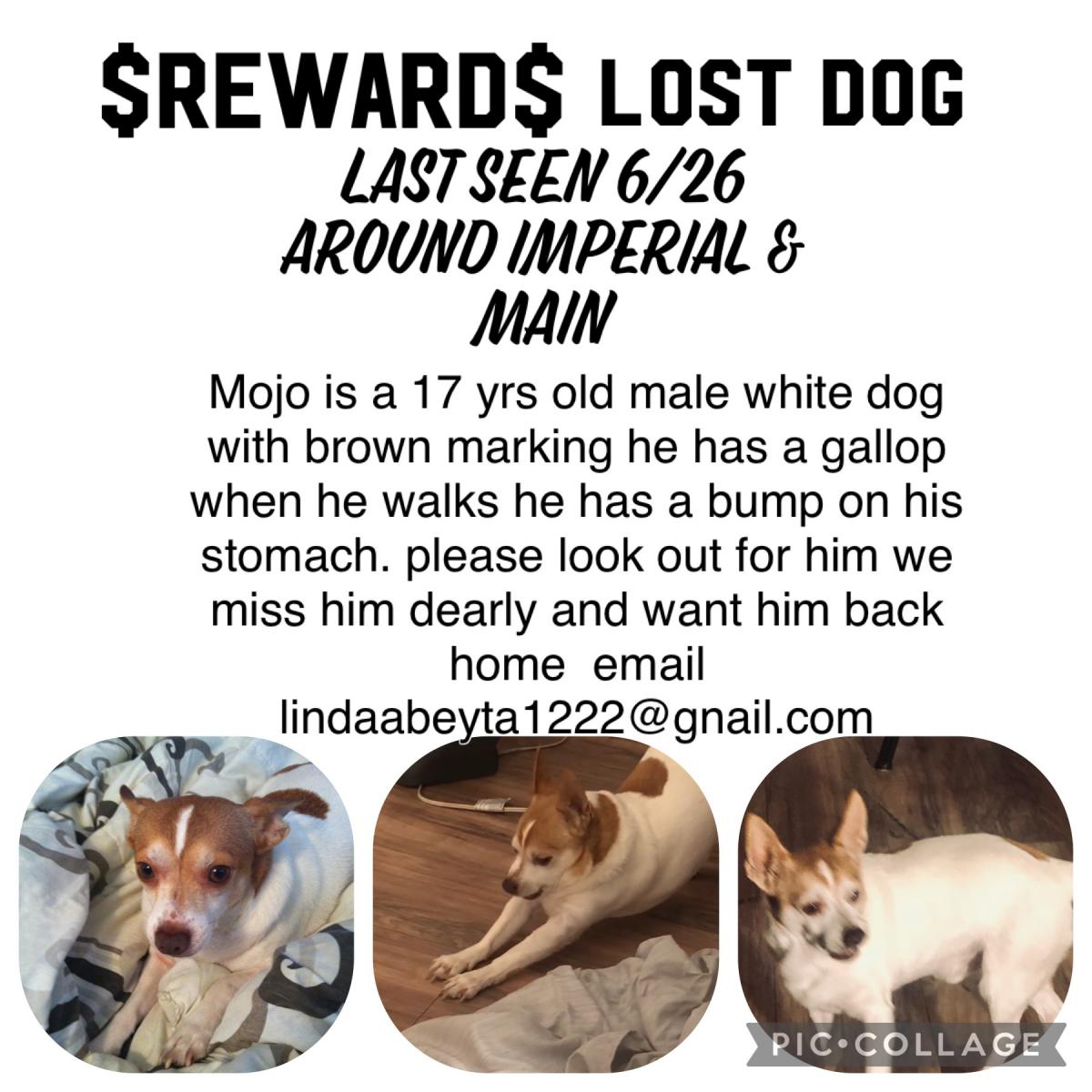 Image of Mojo, Lost Dog