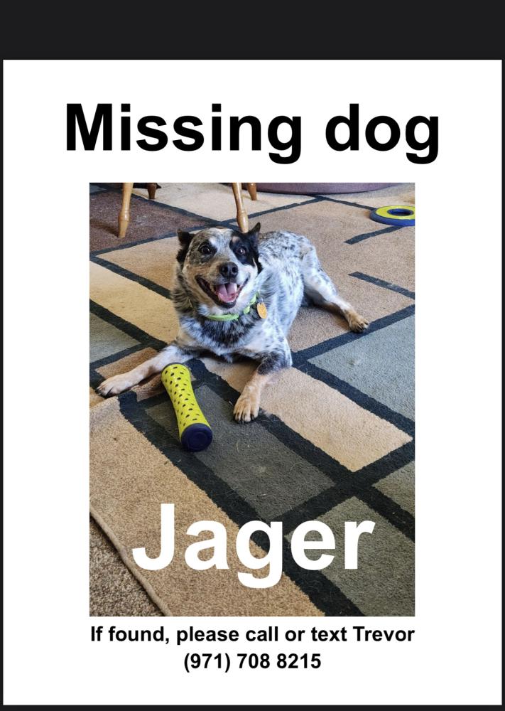 Image of Jager, Lost Dog