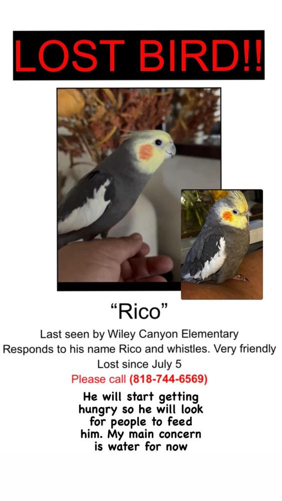 Image of Rico, Lost Bird