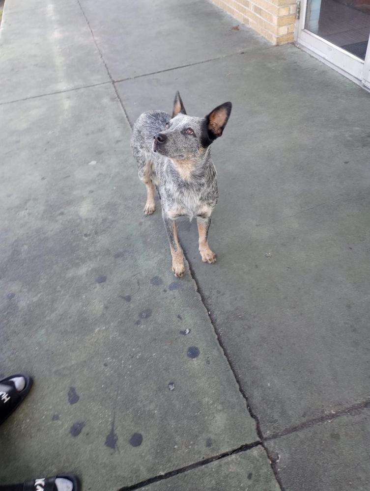 Image of Foster, Found Dog