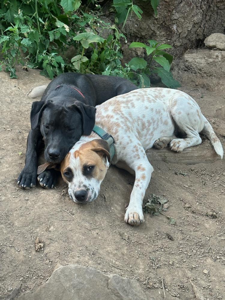 Image of Blue and Huck, Lost Dog
