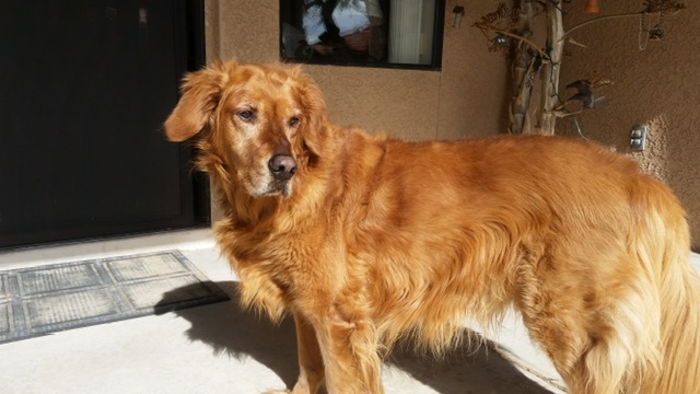 Image of Riley (golden retr), Lost Dog