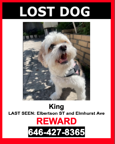 Image of KING, Lost Dog