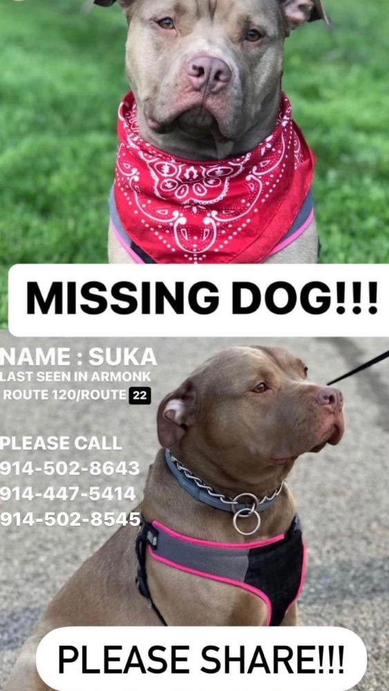 Image of Suka Mora, Lost Dog