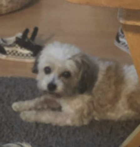 Image of Nappy, Lost Dog