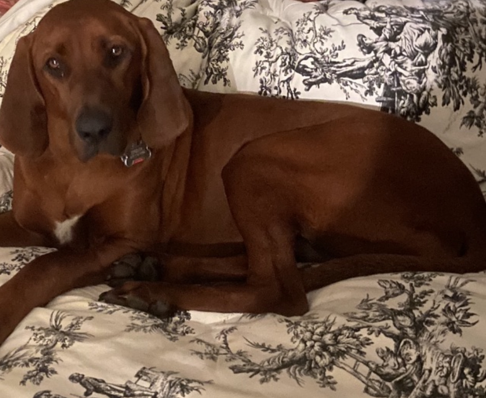 Lost Dog Redbone Coonhound in SADLER, TX - Lost My Doggie