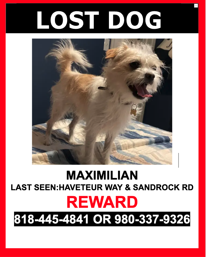 Image of Maximilian, Lost Dog