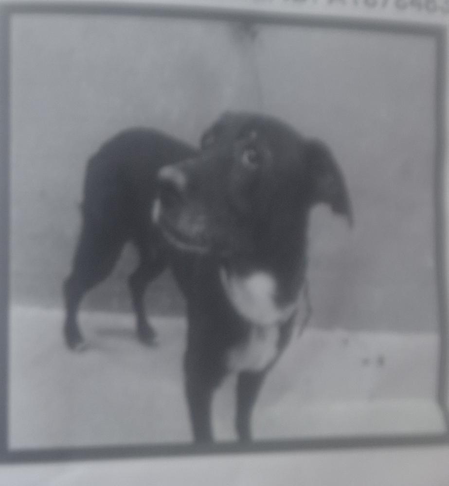 Image of Mugsy, Lost Dog
