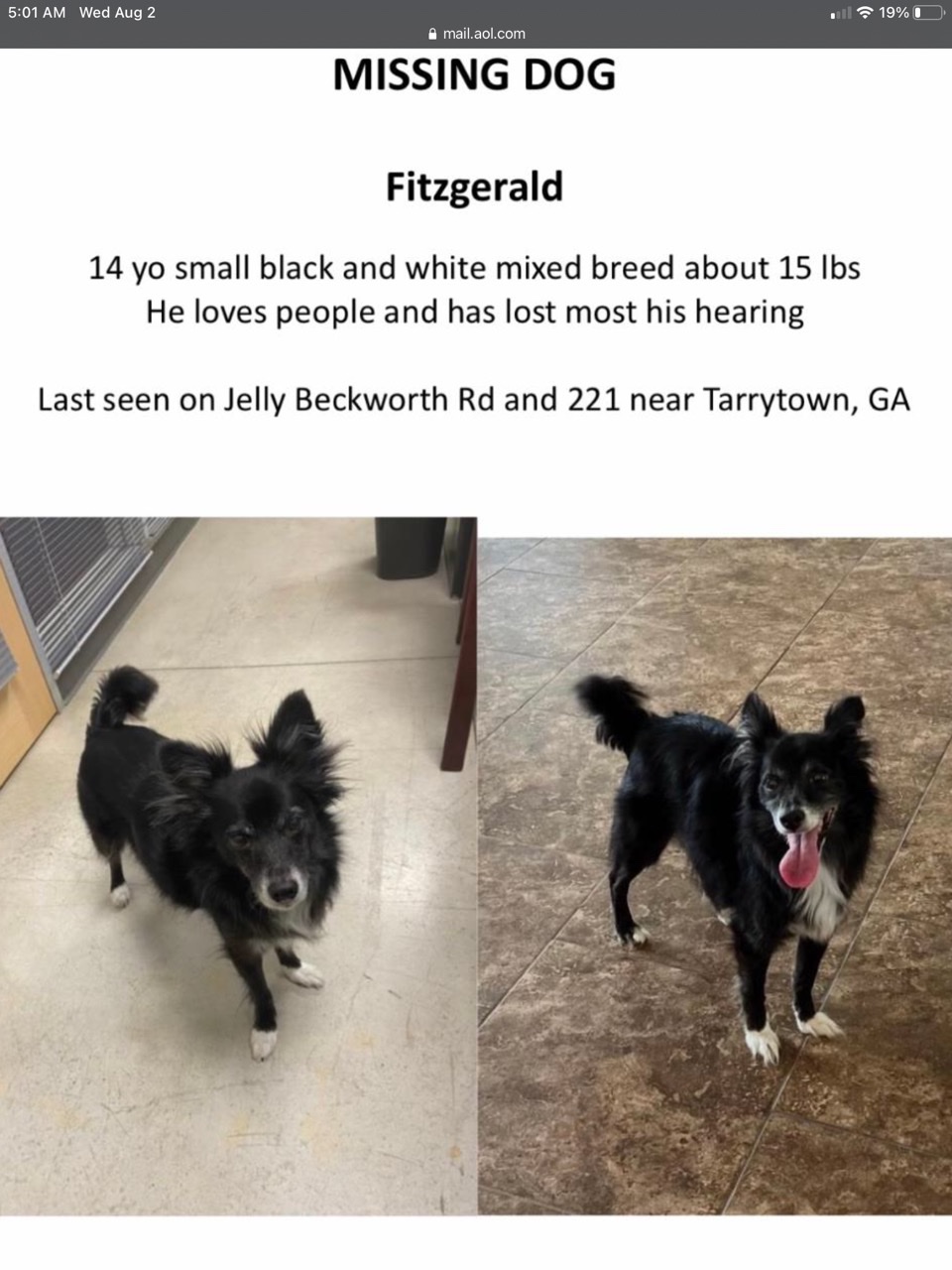Image of Fitzgerald, Lost Dog