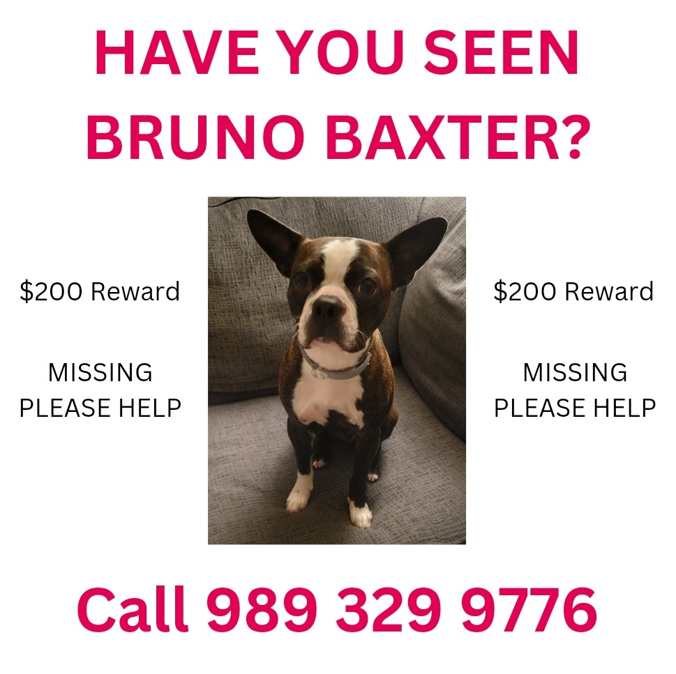 Image of Bruno Baxter, Lost Dog