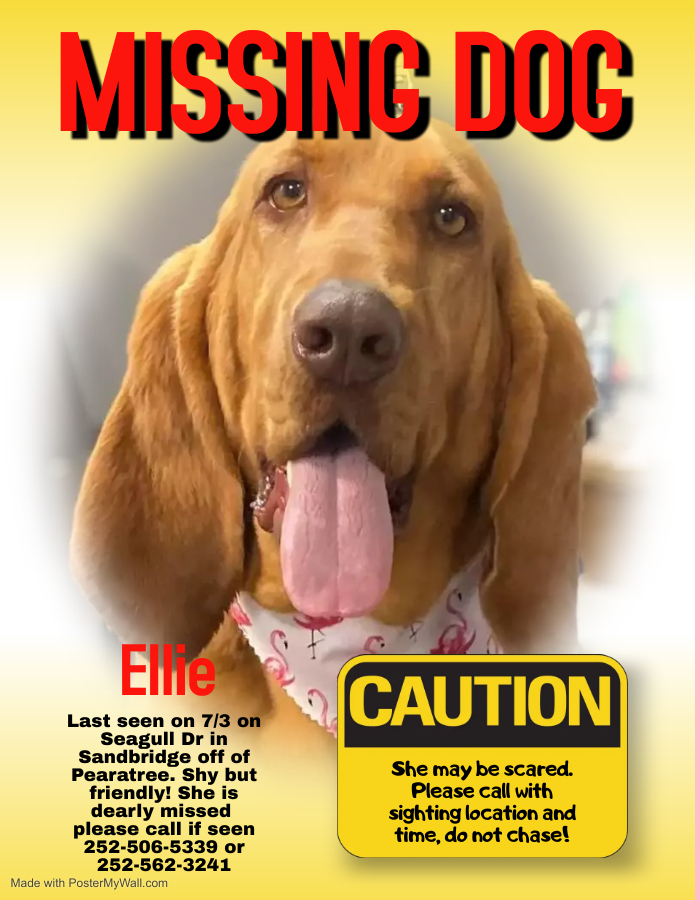Image of Ellie, Lost Dog