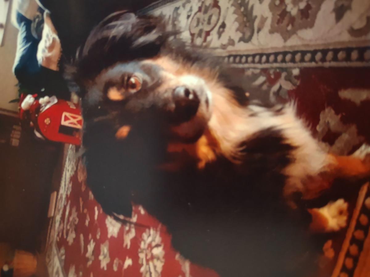 Image of Augie, Lost Dog