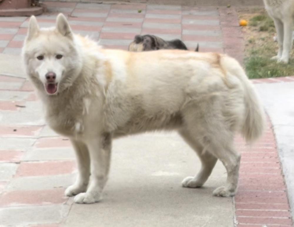 Image of WOLFRED, Lost Dog
