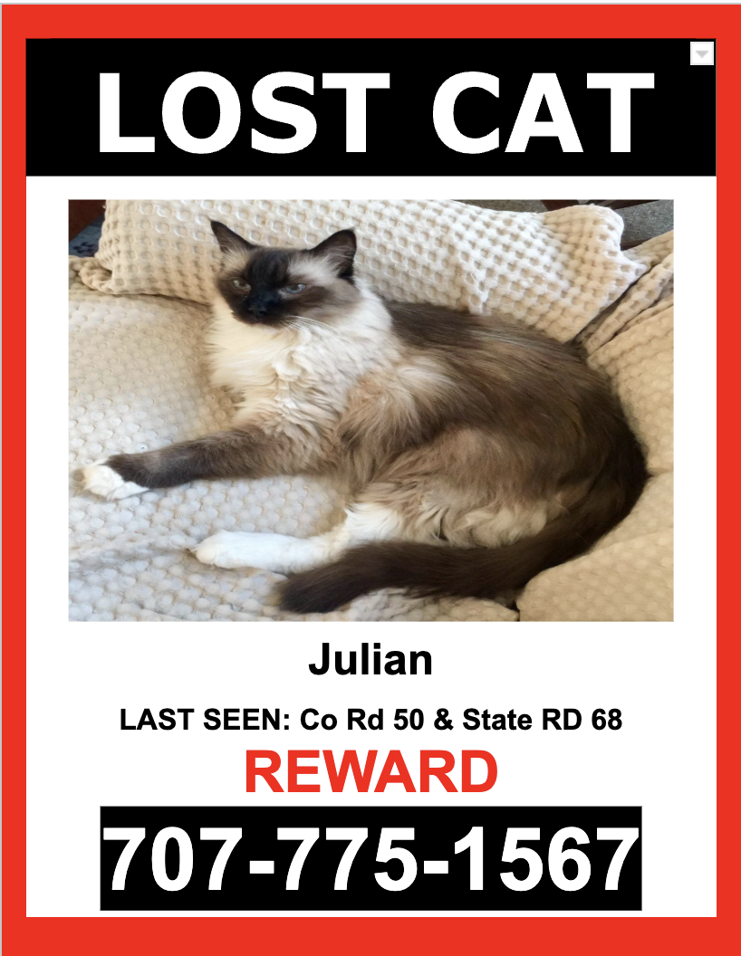 Image of Julian, Lost Cat