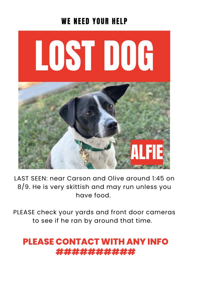 Image of Alfie, Lost Dog