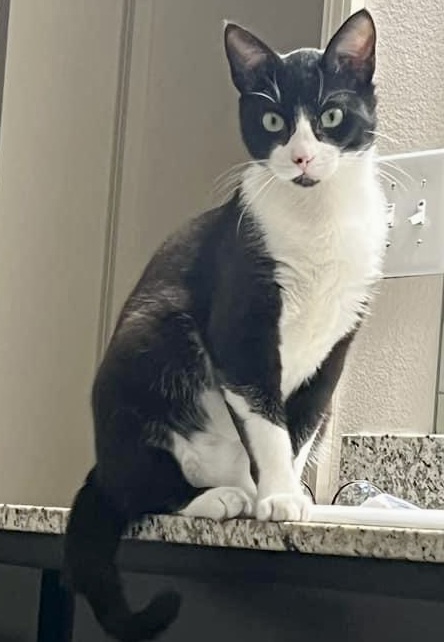 Image of Bart, Lost Cat