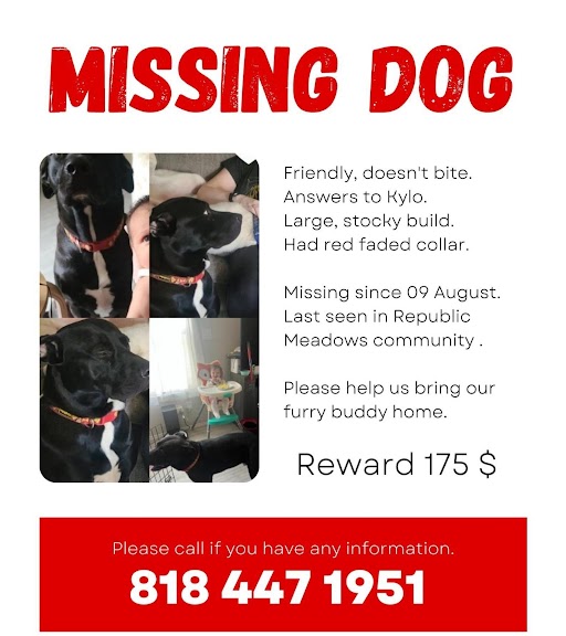 Image of Kylo, Lost Dog