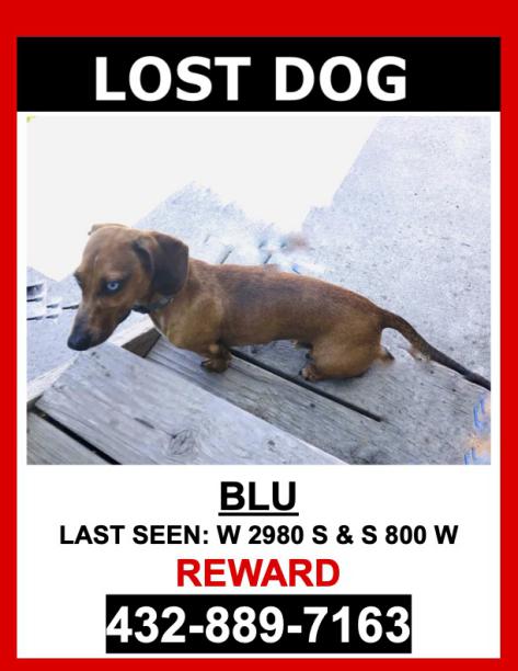 Image of Blu, Lost Dog