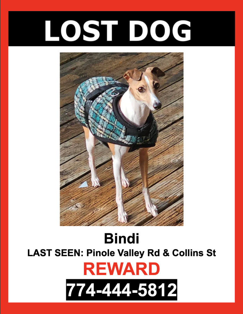 Image of Bindi, Lost Dog