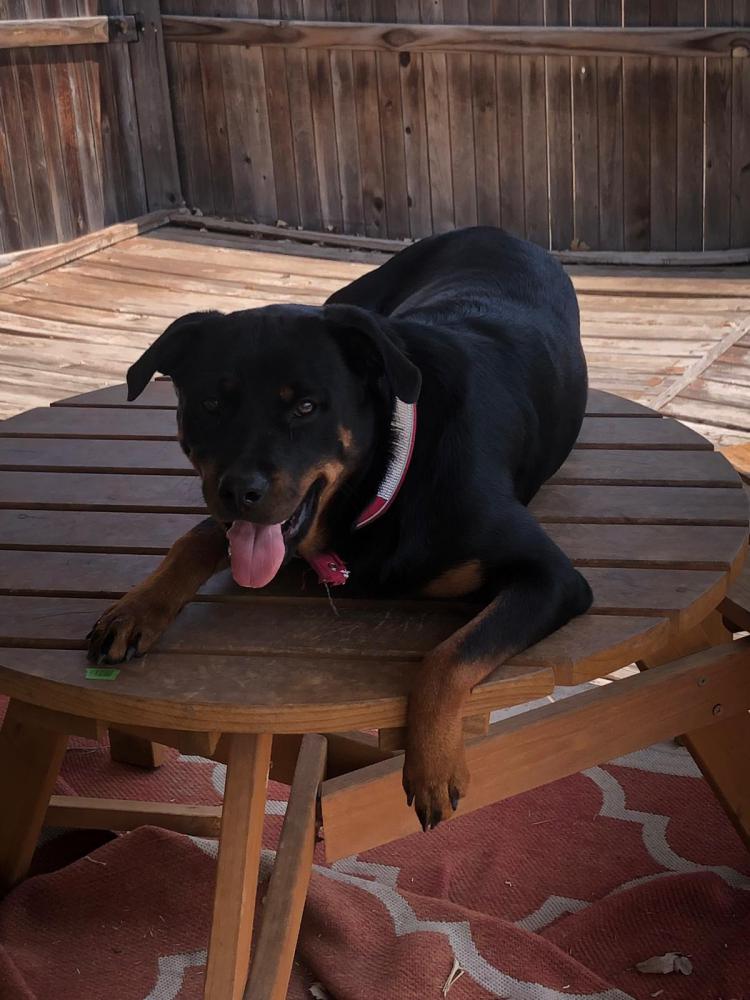Image of Mazikeen, Lost Dog