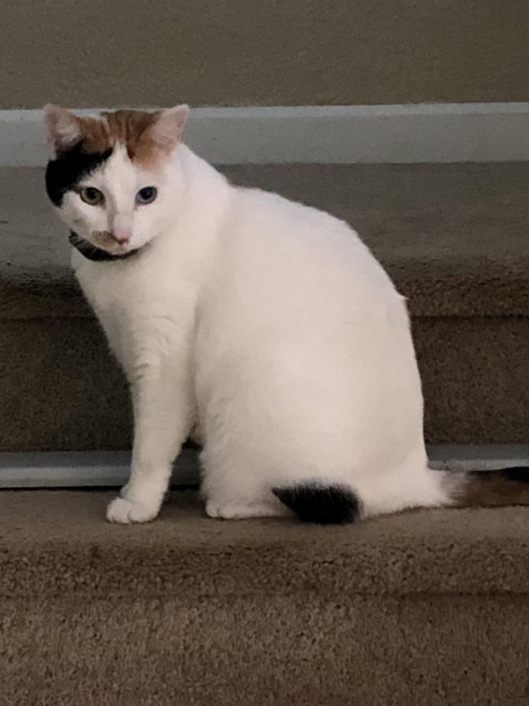 Image of Pixel, Lost Cat